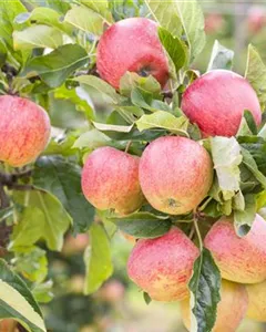 Apfel 'Gravensteiner'