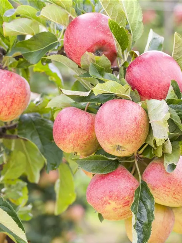 Apfel 'Gravensteiner'