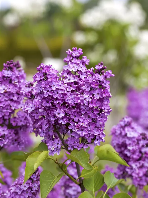 Edelflieder 'Katherine Havemeyer'