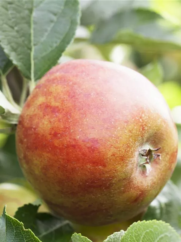 Herbstapfel 'Holsteiner Cox'