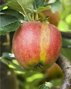 Apfel 'Karneval'