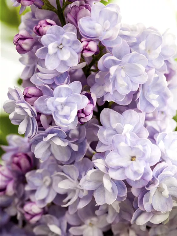 Edelflieder 'Michel Buchner'