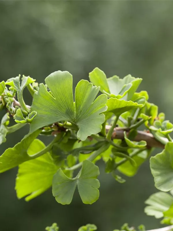 Zwerg-Fächerblattbaum 'Troll'