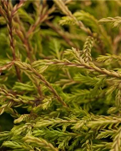 Lebensbaum 'Golden Tuffet'