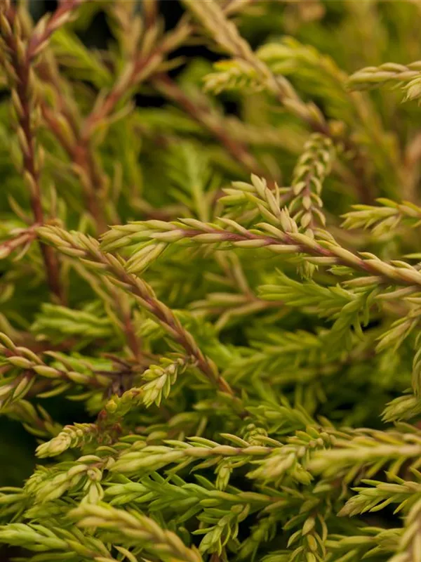 Lebensbaum 'Golden Tuffet'