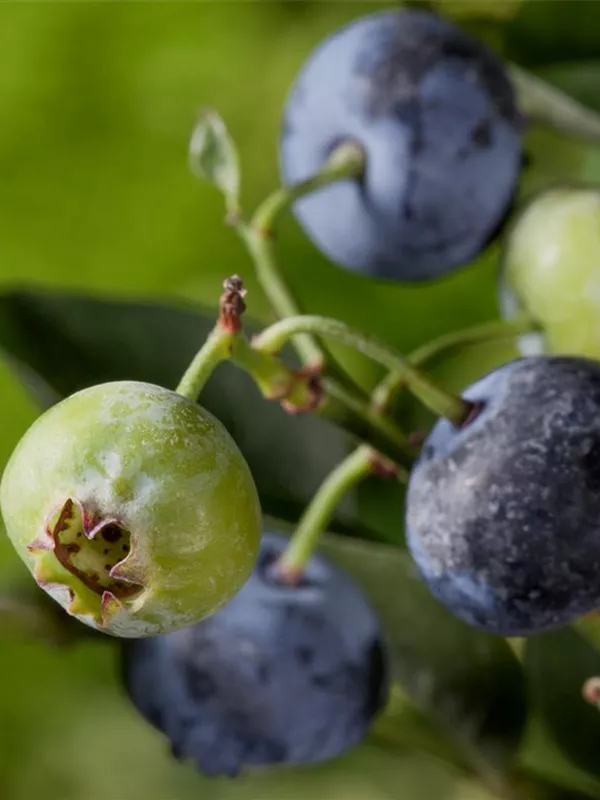 Kulturheidelbeere Heidelbeere 'Nelson'