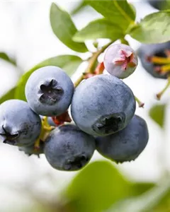 Heidelbeere 'Denise Blue'