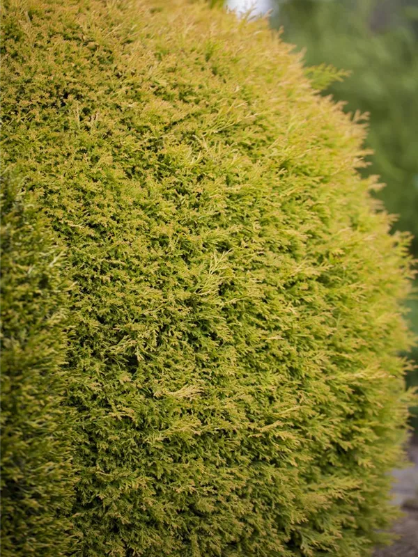 Lebensbaum 'Rheingold'