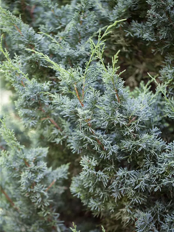 Chinesischer Wacholder 'Blaauw'