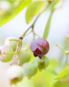 Preiselbeere 'Red Pearl'