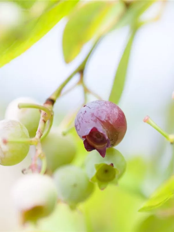 Preiselbeere 'Red Pearl'