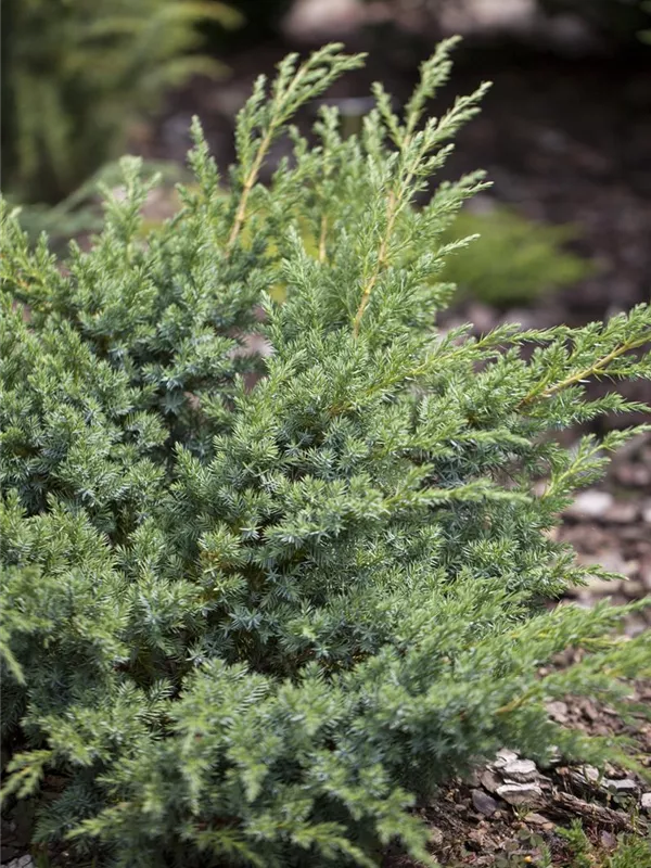 Teppich-Wacholder 'Andorra Compact'