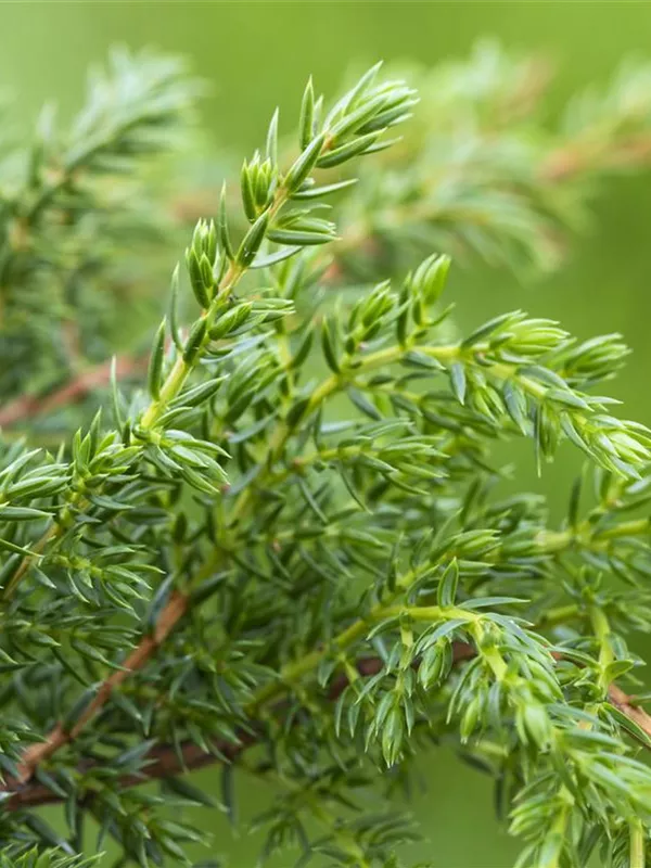 Zwergwacholder 'Holger'