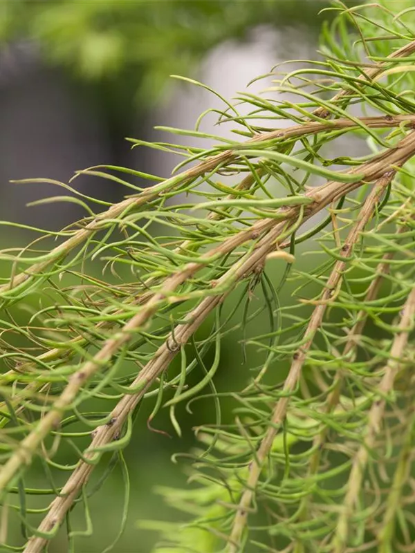 Europäische Lärche 'Puli'